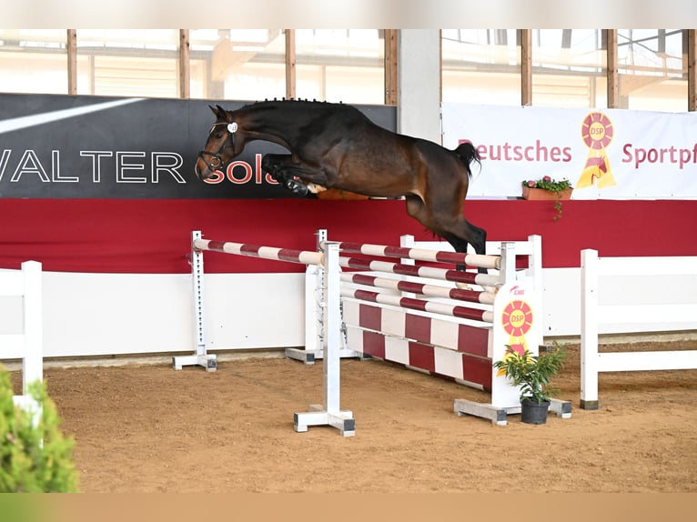 Caballo de deporte alemán Caballo castrado 3 años 168 cm Castaño in K&#xE4;shofen