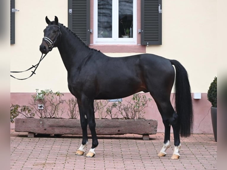 Caballo de deporte alemán Caballo castrado 3 años 168 cm Castaño oscuro in Neunkirchen