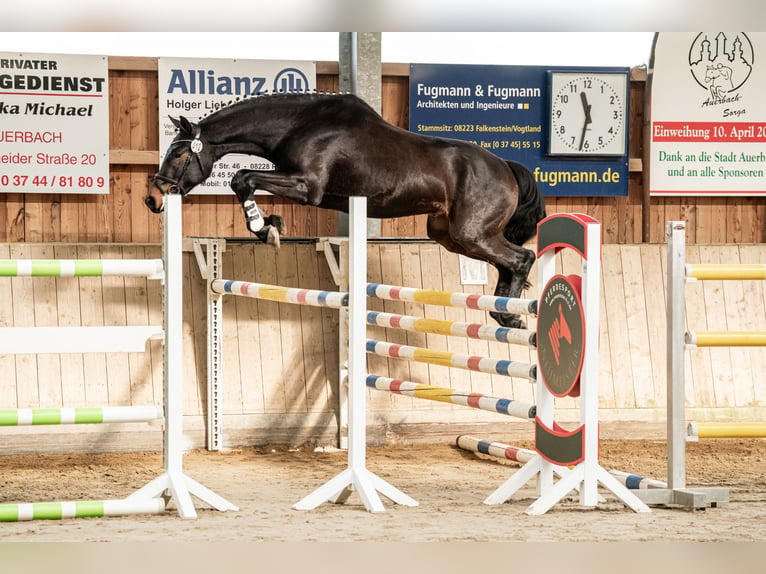 Caballo de deporte alemán Caballo castrado 3 años 168 cm Castaño oscuro in Grünbach