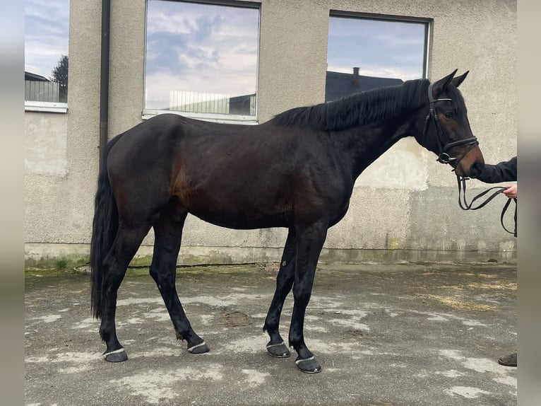 Caballo de deporte alemán Caballo castrado 3 años 168 cm Castaño oscuro in Hof