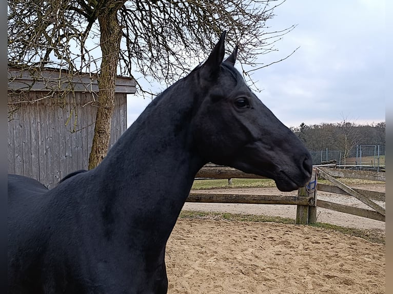 Caballo de deporte alemán Caballo castrado 3 años 168 cm Negro in M&#xFC;nchen