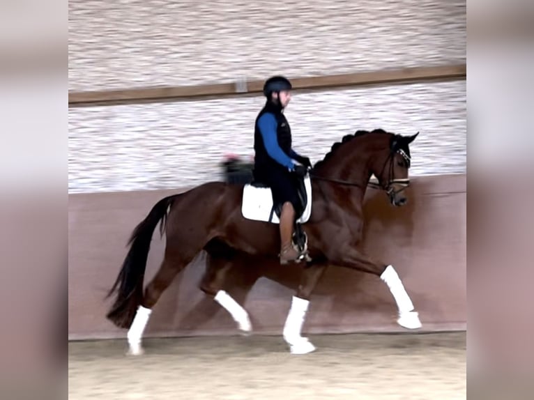 Caballo de deporte alemán Caballo castrado 3 años 169 cm Alazán-tostado in Wehringen