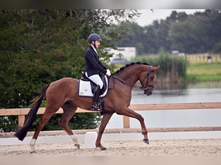 Caballo de deporte alemán Caballo castrado 3 años 169 cm Alazán-tostado in Wehringen