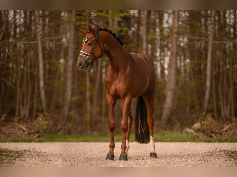 Caballo de deporte alemán Caballo castrado 3 años 169 cm Alazán-tostado in Wehringen