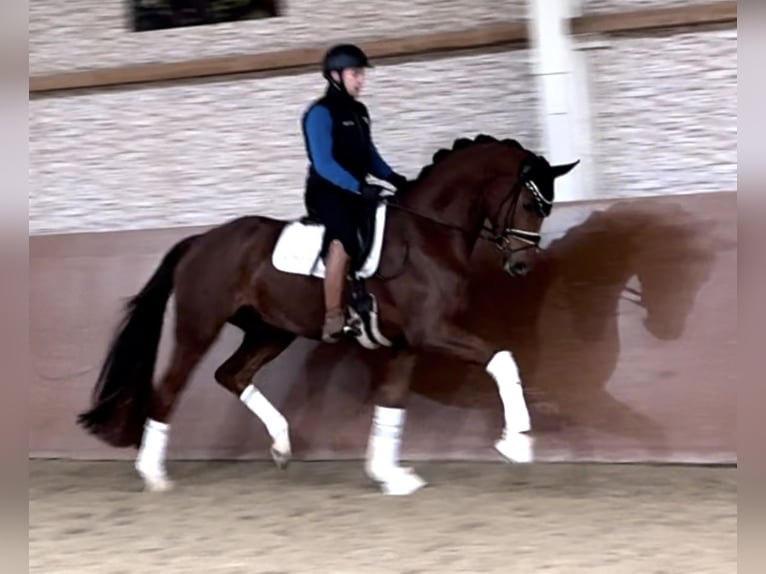 Caballo de deporte alemán Caballo castrado 3 años 169 cm Alazán-tostado in Wehringen