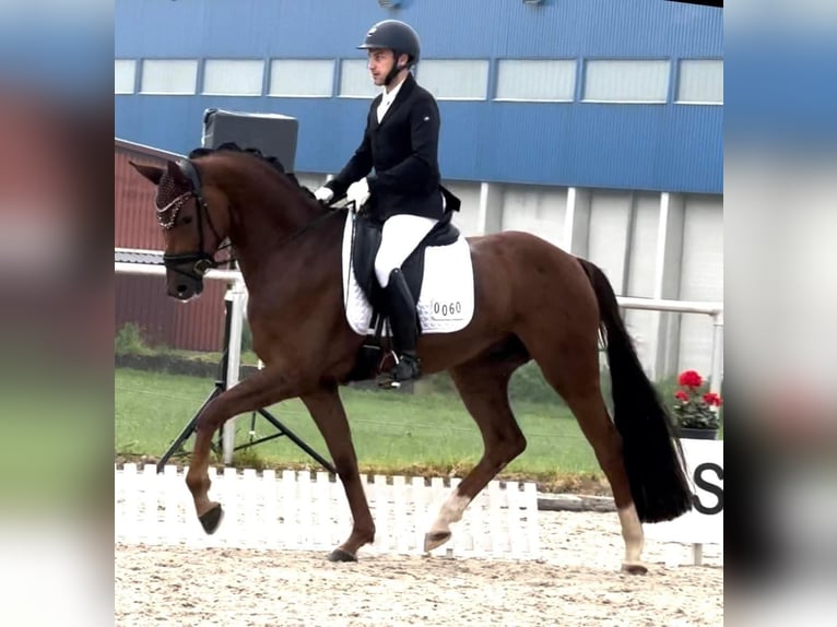 Caballo de deporte alemán Caballo castrado 3 años 169 cm Alazán-tostado in Wehringen