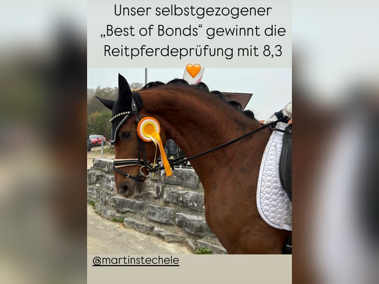 Caballo de deporte alemán Caballo castrado 3 años 169 cm Alazán-tostado in Wehringen