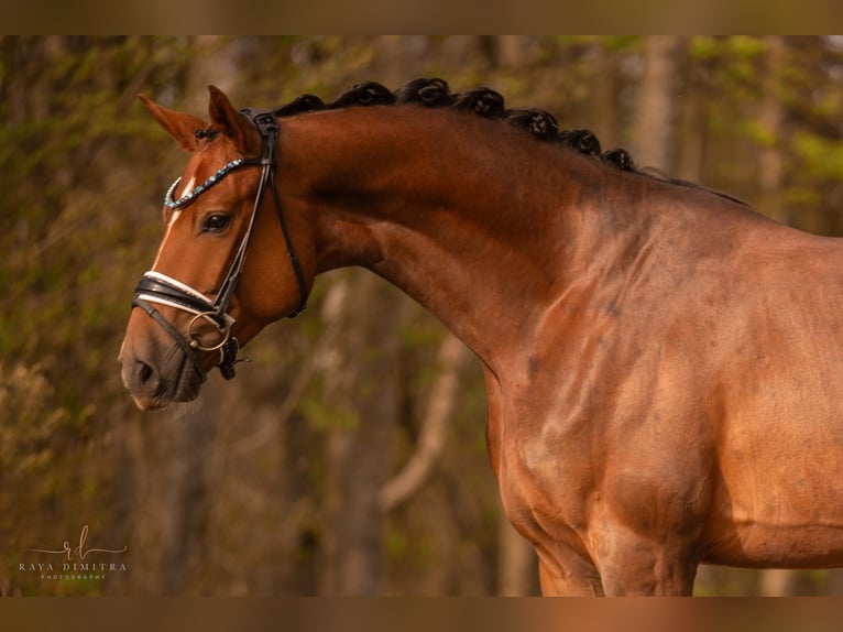 Caballo de deporte alemán Caballo castrado 3 años 169 cm Alazán-tostado in Wehringen