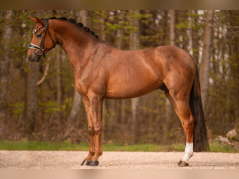 Caballo de deporte alemán Caballo castrado 3 años 169 cm Alazán-tostado in Wehringen