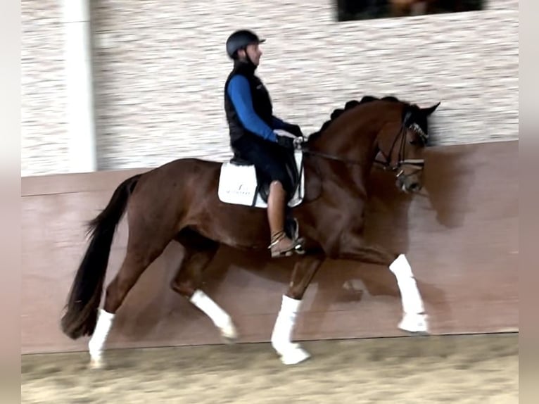 Caballo de deporte alemán Caballo castrado 3 años 169 cm Alazán-tostado in Wehringen