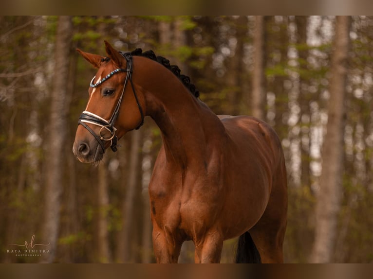 Caballo de deporte alemán Caballo castrado 3 años 169 cm Alazán-tostado in Wehringen