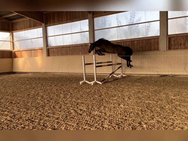 Caballo de deporte alemán Caballo castrado 3 años 169 cm Castaño oscuro in Kraiburg am Inn