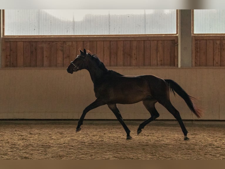 Caballo de deporte alemán Caballo castrado 3 años 169 cm Castaño oscuro in Kraiburg am Inn