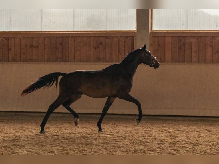 Caballo de deporte alemán Caballo castrado 3 años 169 cm Castaño oscuro in Kraiburg am Inn