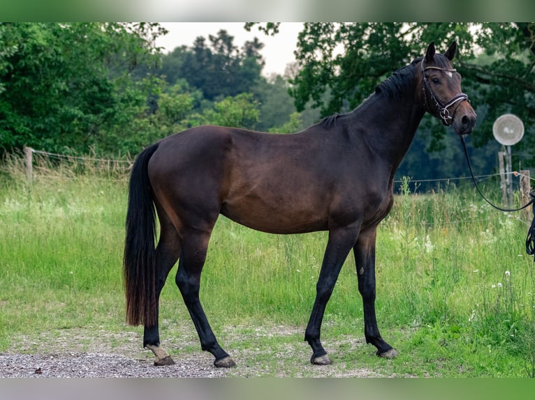 Caballo de deporte alemán Caballo castrado 3 años 169 cm Castaño oscuro in Kraiburg am Inn