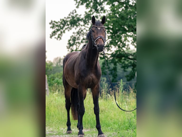 Caballo de deporte alemán Caballo castrado 3 años 169 cm Castaño oscuro in Kraiburg am Inn