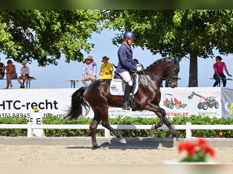 Caballo de deporte alemán Caballo castrado 3 años 169 cm Negro in Sch&#xF6;nfeldPriestewitz