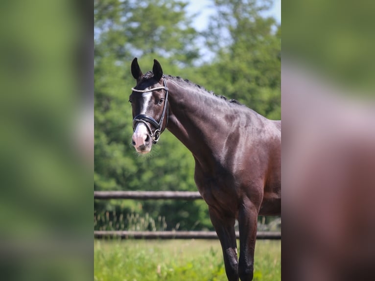 Caballo de deporte alemán Caballo castrado 3 años 169 cm Negro in Oldenhütten
