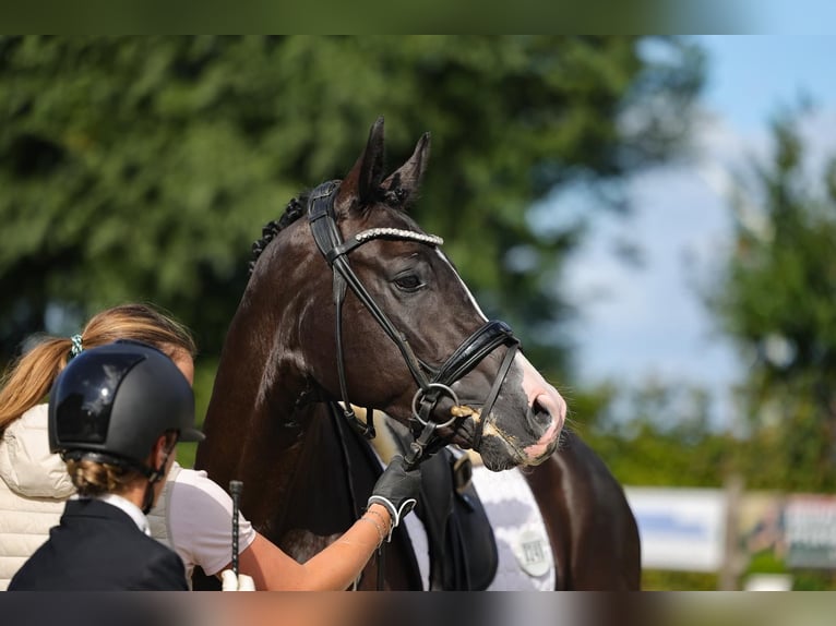Caballo de deporte alemán Caballo castrado 3 años 169 cm Negro in Oldenhütten