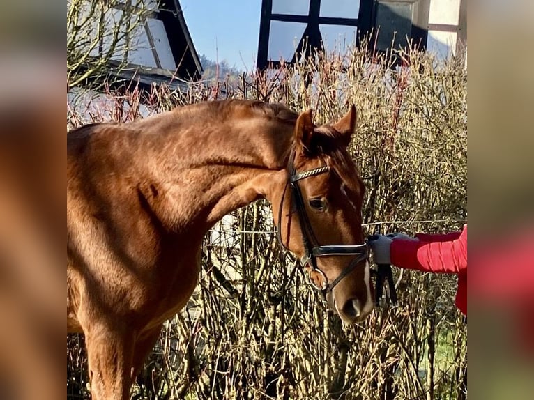 Caballo de deporte alemán Caballo castrado 3 años 170 cm Alazán in Niederstetten