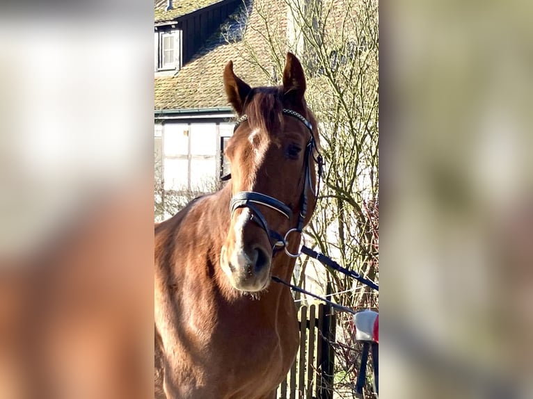 Caballo de deporte alemán Caballo castrado 3 años 170 cm Alazán in Niederstetten