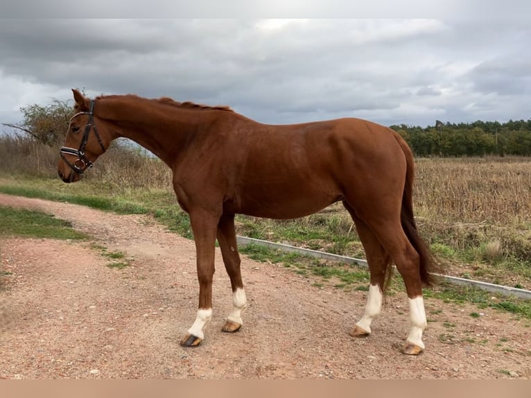 Caballo de deporte alemán Caballo castrado 3 años 170 cm Alazán in Rochau