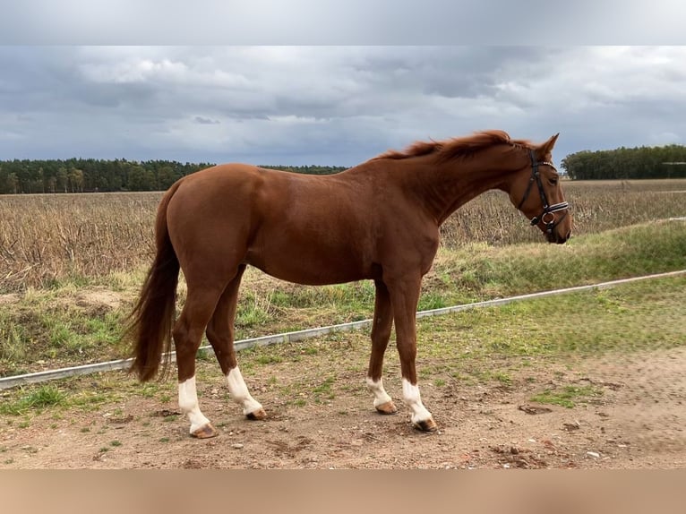 Caballo de deporte alemán Caballo castrado 3 años 170 cm Alazán in Rochau