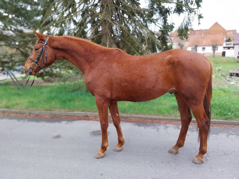 Caballo de deporte alemán Caballo castrado 3 años 170 cm Alazán in Querfurt