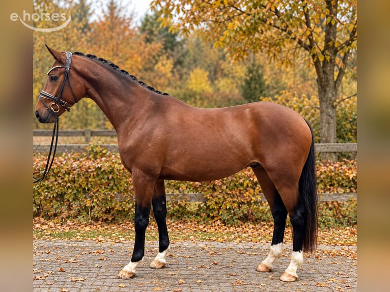 Caballo de deporte alemán Caballo castrado 3 años 170 cm Castaño in Bielefeld