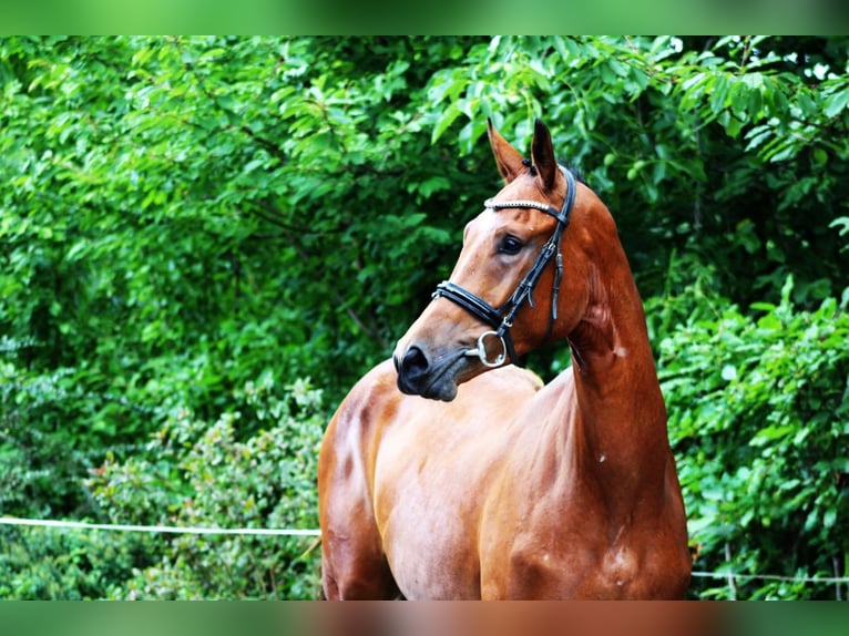 Caballo de deporte alemán Caballo castrado 3 años 170 cm Castaño in Darmstadt