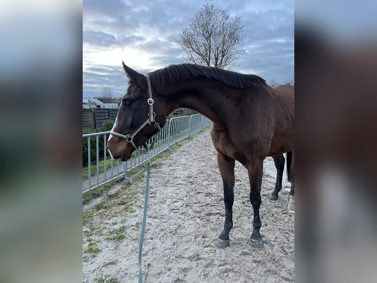 Caballo de deporte alemán Caballo castrado 3 años 170 cm Castaño in Chemnitz