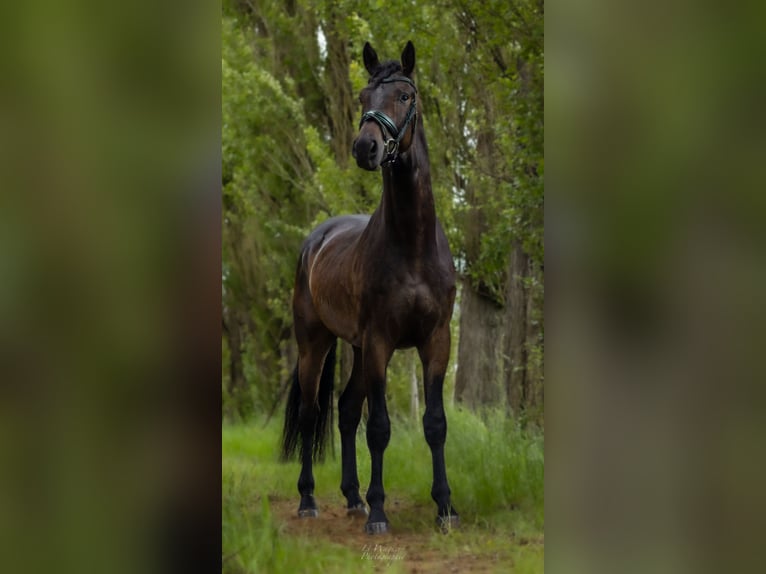 Caballo de deporte alemán Caballo castrado 3 años 170 cm Castaño oscuro in Perl