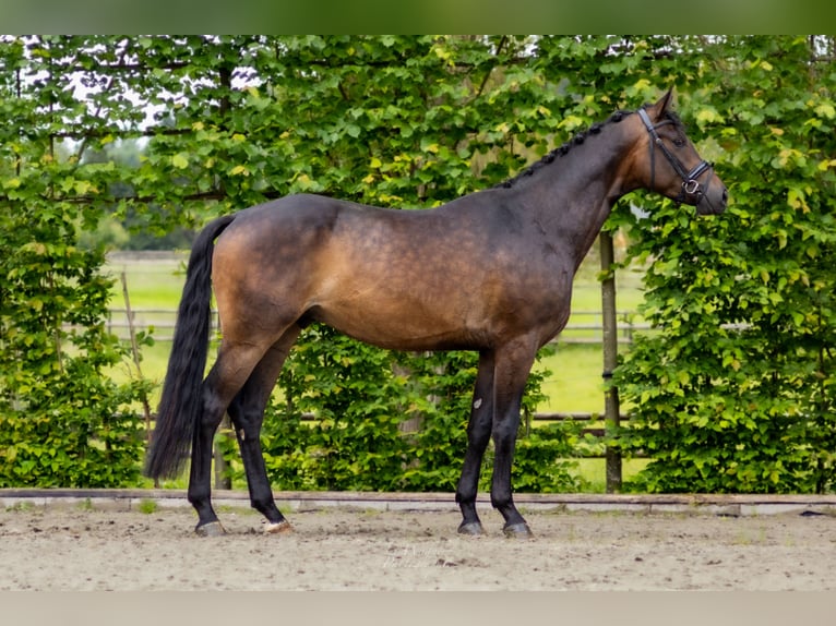 Caballo de deporte alemán Caballo castrado 3 años 170 cm Castaño oscuro in Perl