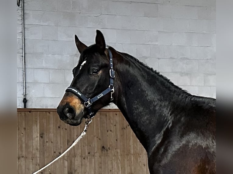 Caballo de deporte alemán Caballo castrado 3 años 170 cm Castaño oscuro in Michaelisbruch