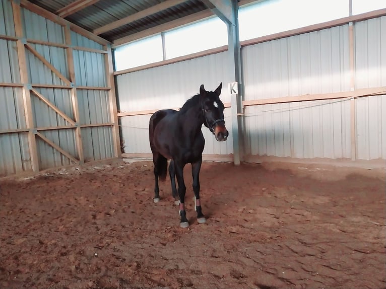 Caballo de deporte alemán Caballo castrado 3 años 170 cm Morcillo in Artern