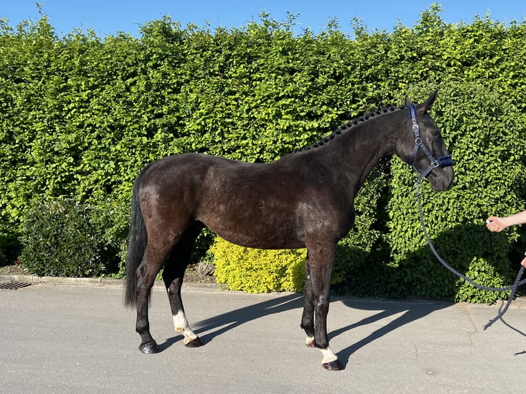 Caballo de deporte alemán Caballo castrado 3 años 170 cm Negro in Mengen