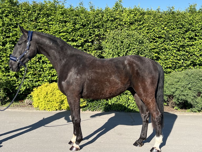 Caballo de deporte alemán Caballo castrado 3 años 170 cm Negro in Mengen