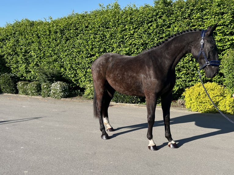 Caballo de deporte alemán Caballo castrado 3 años 170 cm Negro in Mengen