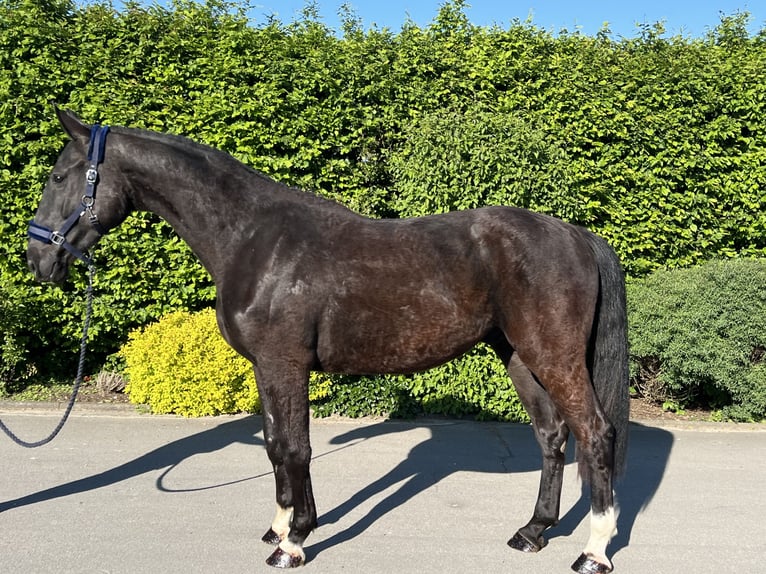 Caballo de deporte alemán Caballo castrado 3 años 170 cm Negro in Mengen