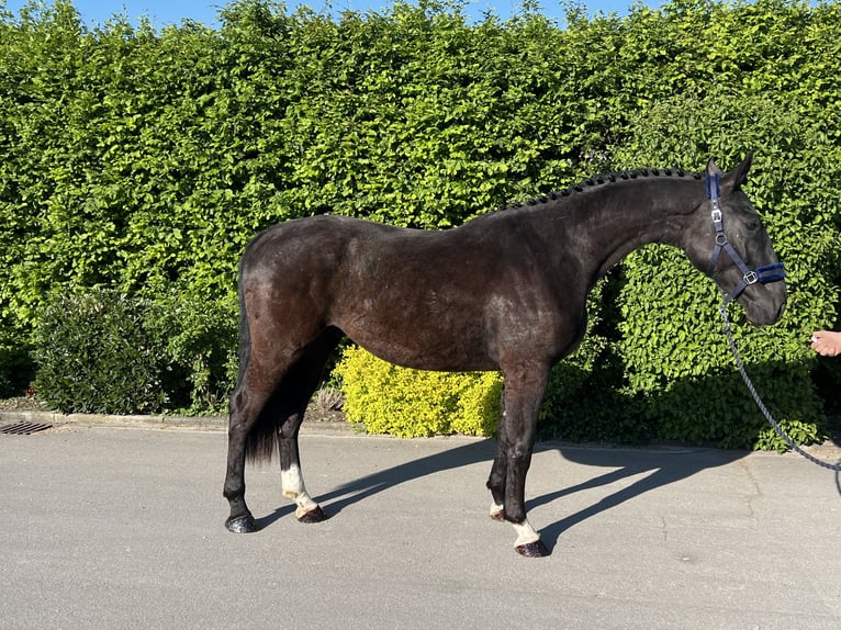 Caballo de deporte alemán Caballo castrado 3 años 170 cm Negro in Mengen