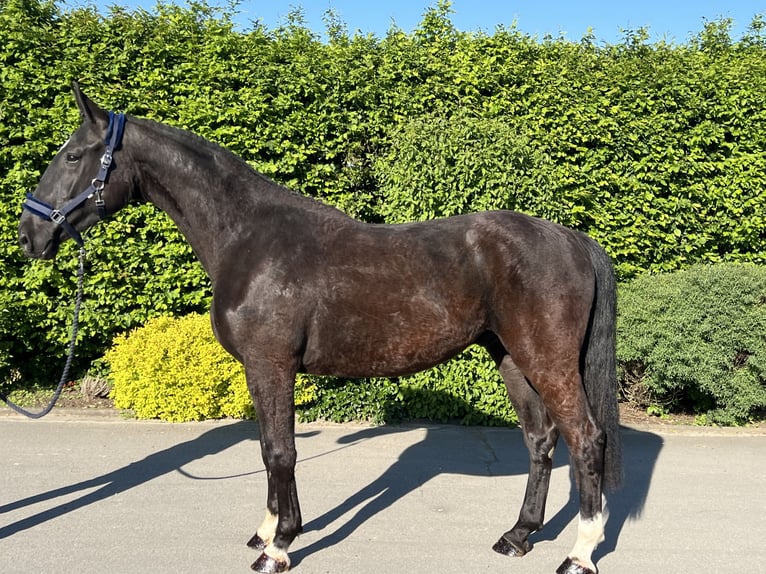 Caballo de deporte alemán Caballo castrado 3 años 170 cm Negro in Mengen