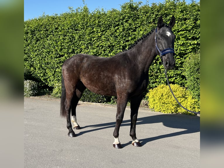 Caballo de deporte alemán Caballo castrado 3 años 170 cm Negro in Mengen