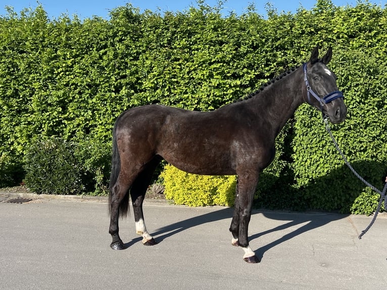 Caballo de deporte alemán Caballo castrado 3 años 170 cm Negro in Mengen