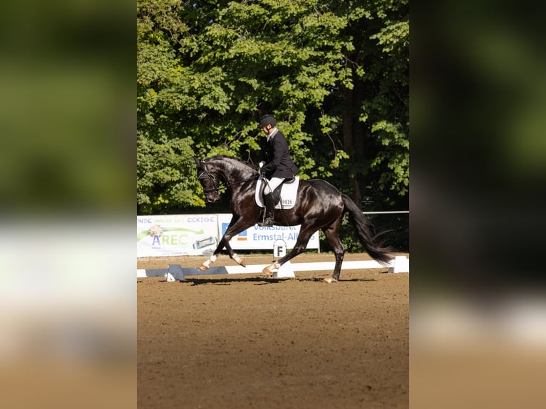 Caballo de deporte alemán Caballo castrado 3 años 170 cm Negro in T&#xFC;bingen