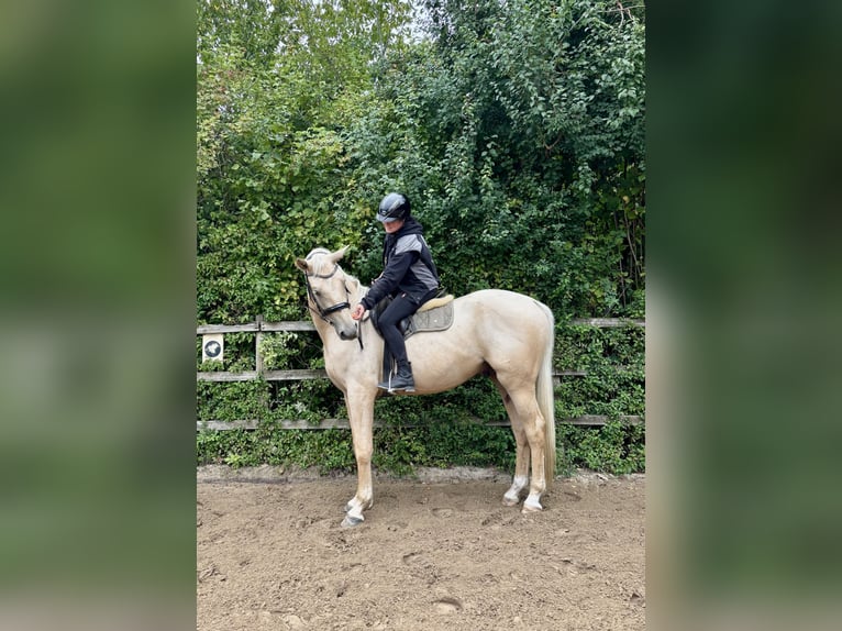 Caballo de deporte alemán Caballo castrado 3 años 170 cm Palomino in Bosau