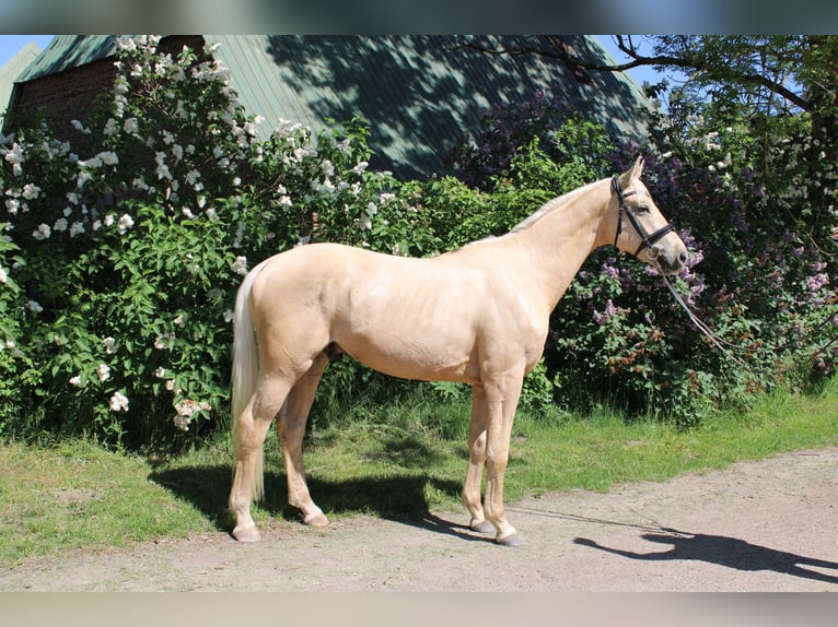 Caballo de deporte alemán Caballo castrado 3 años 170 cm Palomino in Bosau