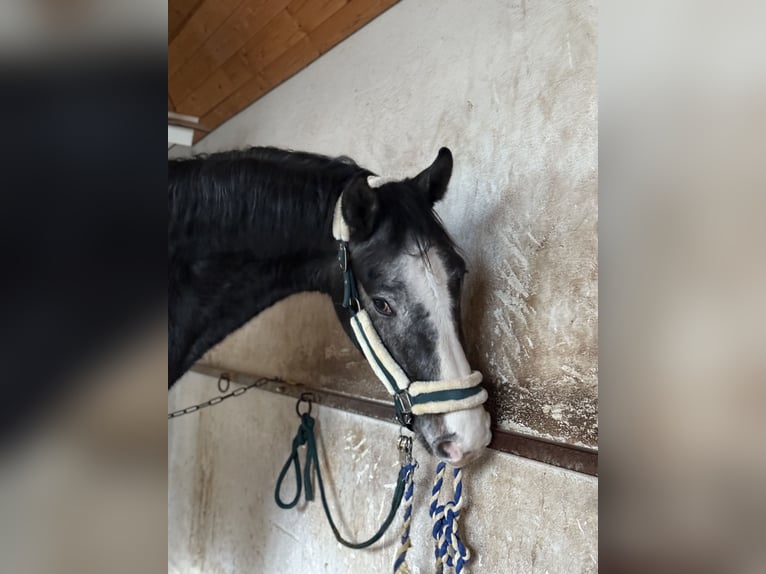 Caballo de deporte alemán Caballo castrado 3 años 170 cm Tordillo negro in Bad Herrenalb