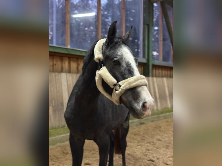 Caballo de deporte alemán Caballo castrado 3 años 170 cm Tordillo negro in Bad Herrenalb