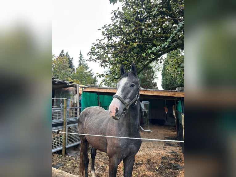 Caballo de deporte alemán Caballo castrado 3 años 170 cm Tordillo negro in Bad Herrenalb