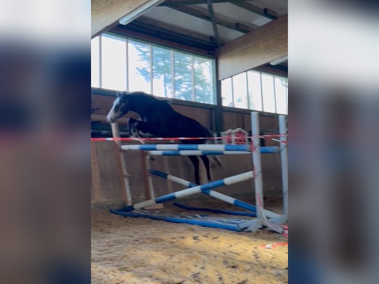 Caballo de deporte alemán Caballo castrado 3 años 170 cm Tordillo negro in Bad Herrenalb